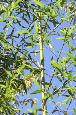 yeşil bambu ağacı yaprakları doğada, bitki örtüsü ve yapraklar.