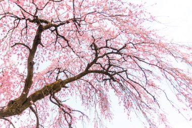 Ağaçta çiçek açan sakura çiçeklerinin yakın plan çekimi.