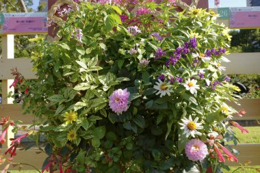 Dekoratif bahçede çiçekler