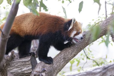 Hayvanat bahçesindeki sevimli kırmızı panda