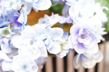 Güneş ışığında renkli çiçeklerin yakın çekimi 