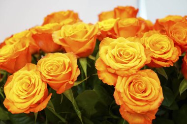 Güzel bir buket taze gül. Kapat..