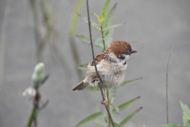 serçe kuşu doğa arka planında