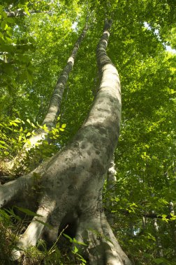 Ormandaki yeşil ağaç