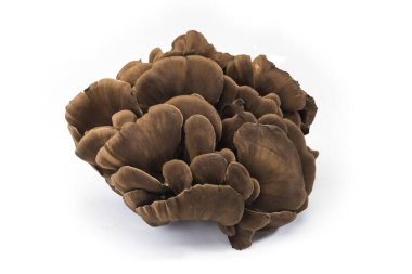 Beyaz bir arkaplanda izole edilmiş Maitake Mantarı (Grifola frondosa)
