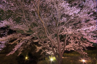Ağaçta çiçek açan sakura çiçeklerinin yakın plan çekimi.