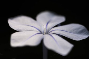 Siyah arkaplanı olan beyaz çiçek