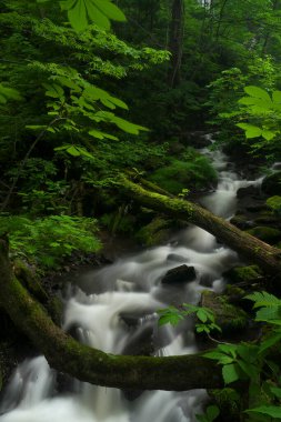 Ormanda yeşil şelale doğa arka planında