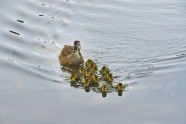 Anne ördek ve yavruları gölette yüzüyorlar.
