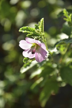Bahçedeki güzel pembe çiçek