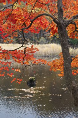 Renkli sonbahar manzarası. Japon parkında güzel bir sonbahar sezonu.