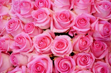 arka plan pembe Gül