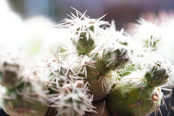 Cactus Garden — Stock Photo, Image