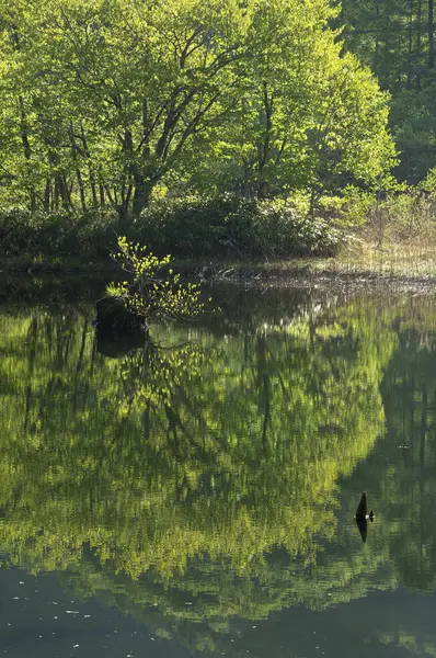 Beautiful Shot Pond Surrounded Trees — Stock Photo, Image