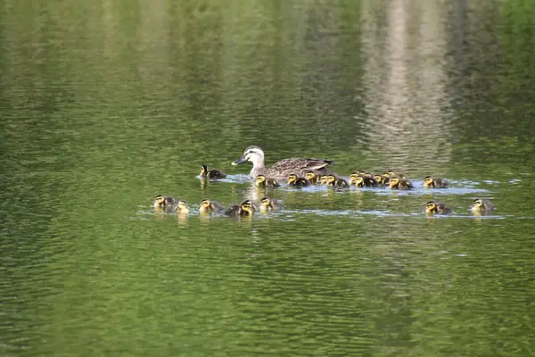 Ente Mit Ihren Küken Schwimmt Teich — Stockfoto
