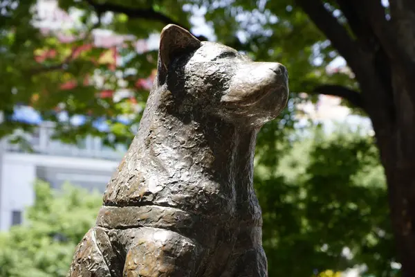 Statue Akita Dog Hachiko Remembered His Unwavering Loyalty His Deceased — Stock Photo, Image