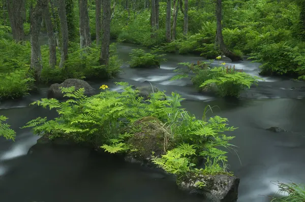 Yazın Ormanın Güzel Manzarası — Stok fotoğraf