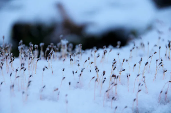 Zimowy Krajobraz Pokrytymi Śniegiem Drzewami Przyroda — Zdjęcie stockowe