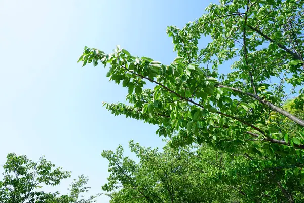 Träd Grenar Sig Mot Himlen Skogen — Stockfoto