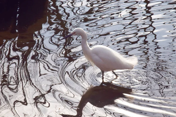 Beyaz Balıkçıl Kuşu Doğa Arka Planında — Stok fotoğraf