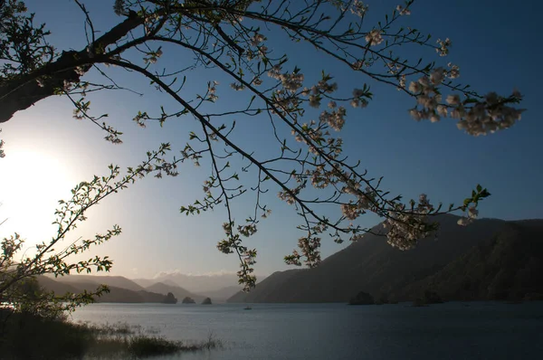 Lago Con Flores Día Soleado — Foto de Stock