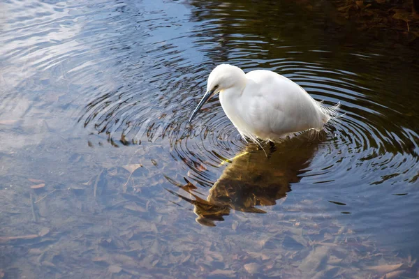 Λευκό Πουλί Egret Στο Φόντο Της Φύσης — Φωτογραφία Αρχείου