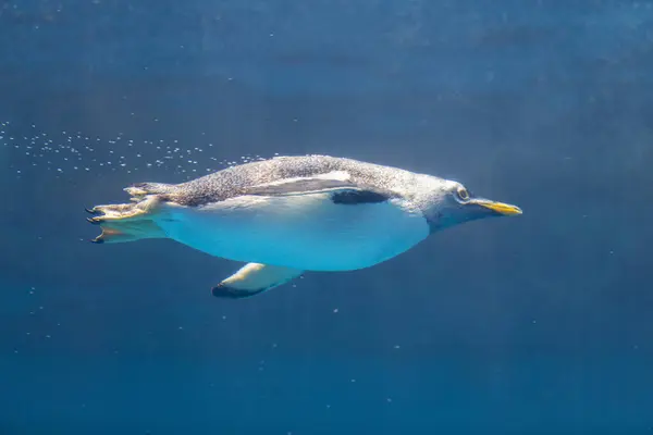 Tučňák Plavání Oceánu Zblízka — Stock fotografie