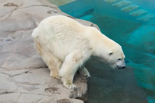 Retrato Urso Polar Zoológico — Fotografia de Stock