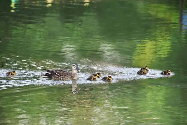 그녀의 Ducklings Swimming — 스톡 사진