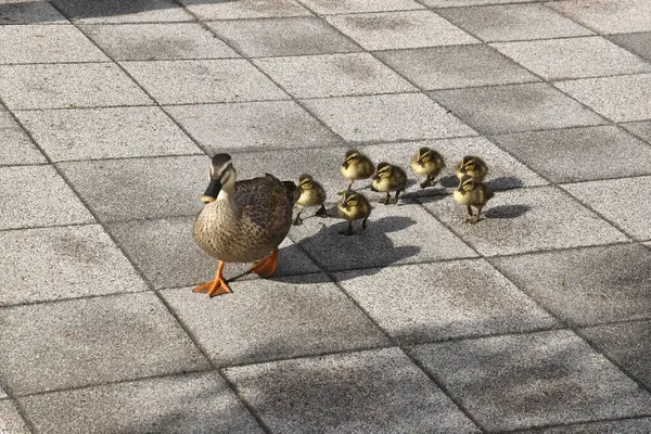 Duck Mother Ducklings Walking Sidewalk — Stock Photo, Image