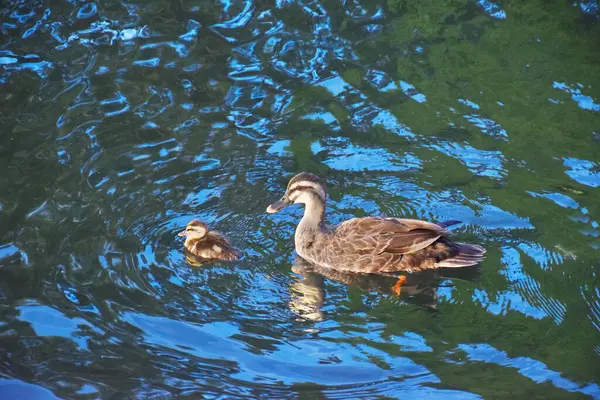 鸭和鸭妈妈在池塘里游泳 — 图库照片