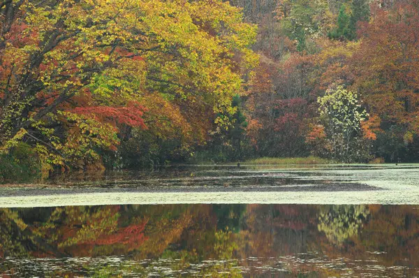 Озеро Несколькими Деревьями Заднем Плане — стоковое фото