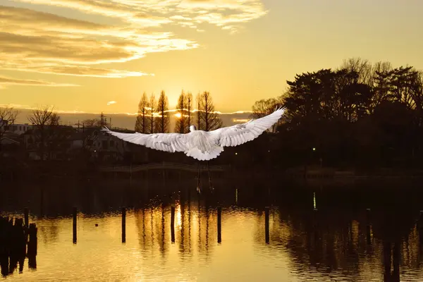 Cygne Blanc Volant Dans Ciel Avec Des Nuages Blancs Coucher — Photo