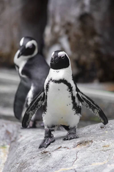 Pingüinos Roca Zoológico —  Fotos de Stock