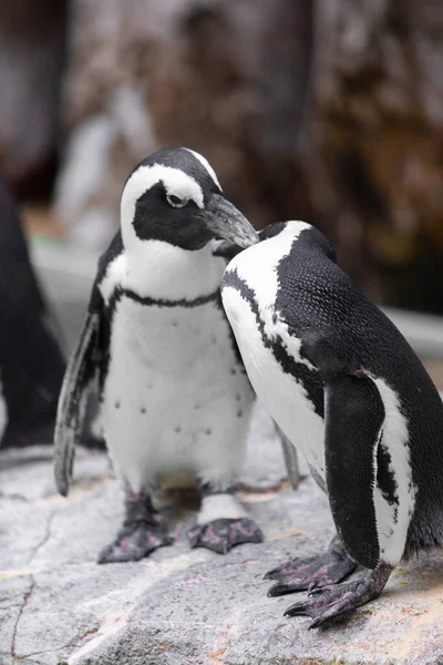 Pingüinos Roca Zoológico —  Fotos de Stock