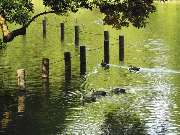Group Ducks Swimming Lake Water — Stock Photo, Image