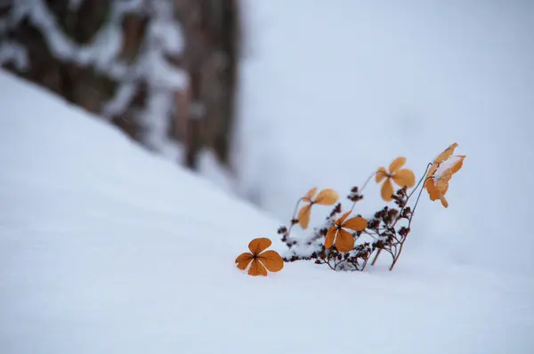Una Planta Con Hojas Amarillas Nieve — Foto de Stock