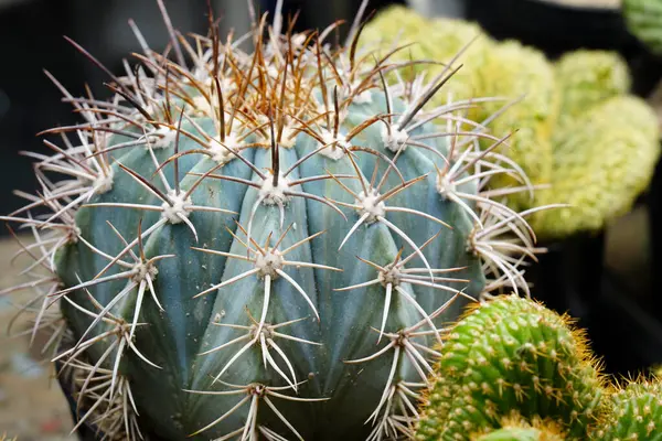 Cactus Thorns Garden — Stock Photo, Image