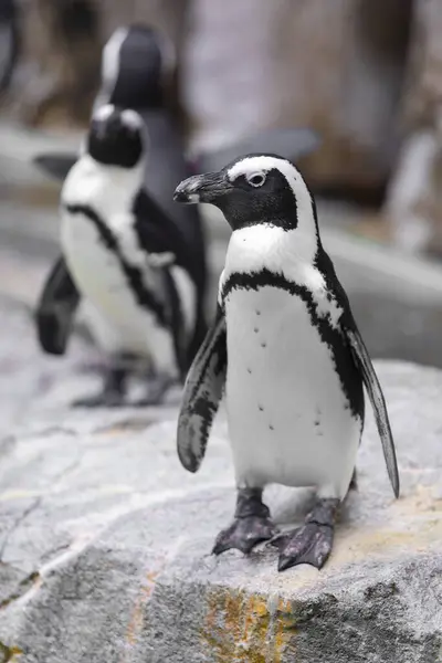 Penguins Rock Zoo — Stock Photo, Image