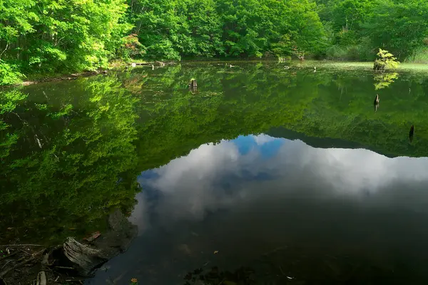 Piękny Krajobraz Rzeką Lesie — Zdjęcie stockowe