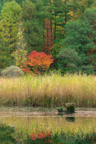 Paisaje Otoñal Con Árboles Coloridos Bosque —  Fotos de Stock