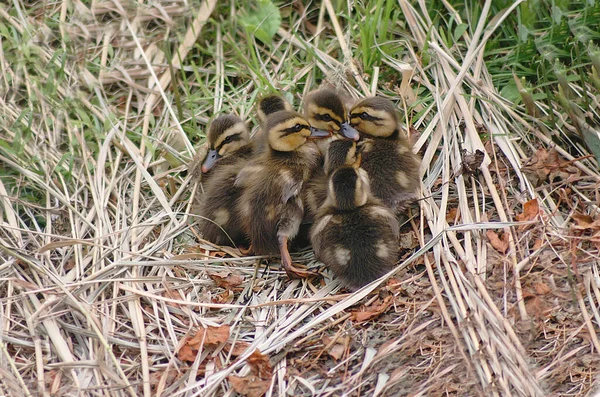 Group Small Ducklings Sitting Grass — Stock Photo, Image
