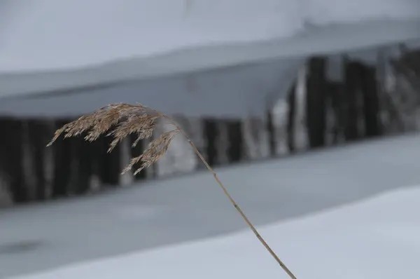 Una Planta Con Nieve Suelo Edificio Fondo — Foto de Stock