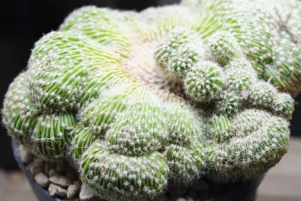 Close View Beautiful Green Cactus — Stock Photo, Image