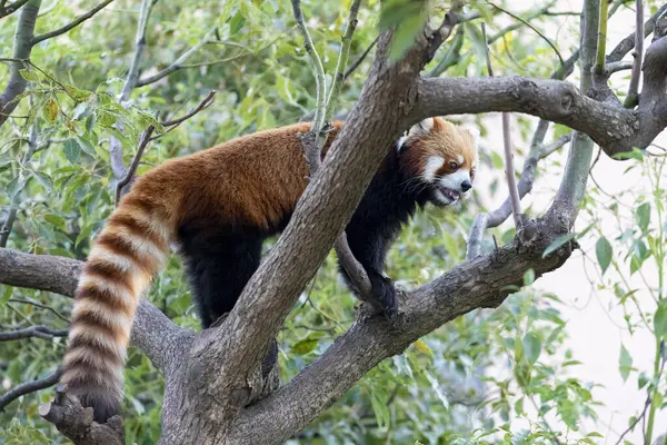 cute red panda in zoo