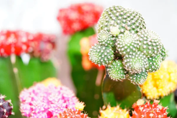 Cactus Flower Pot Beautiful Nature Background — Stock Photo, Image
