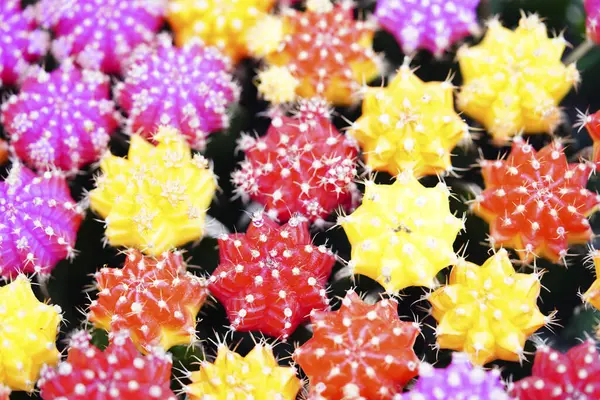 Colorful Cactus Garden — Stock Photo, Image