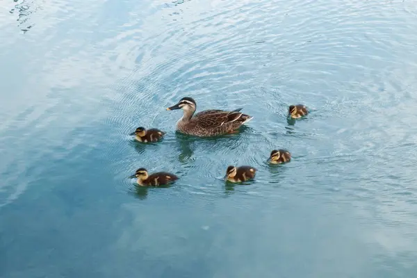 Duck Her Ducklings Swimming Pond — Stock Photo, Image