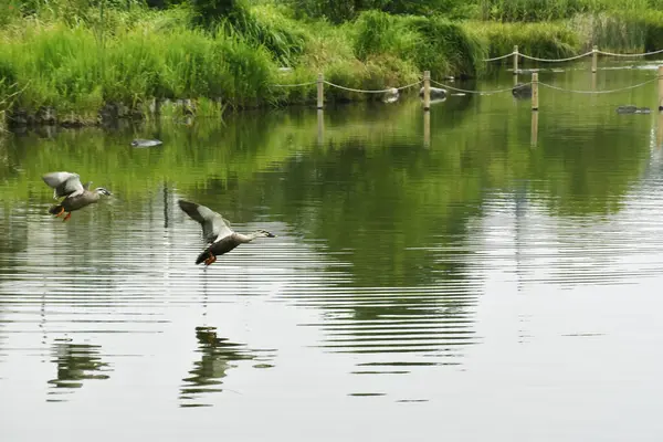 Entenschwarm Fliegt Über Teichwasser — Stockfoto