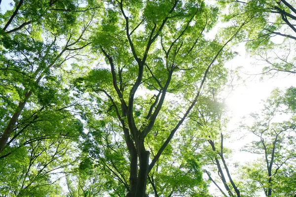 Ветви Деревьев Против Неба Лесу — стоковое фото